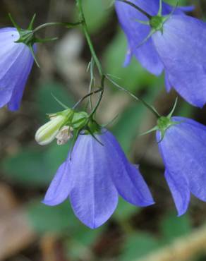 Fotografia 17 da espécie Campanula patula no Jardim Botânico UTAD