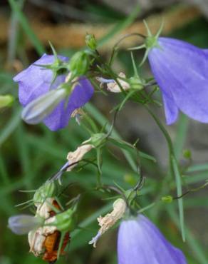 Fotografia 18 da espécie Campanula patula no Jardim Botânico UTAD