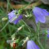 Fotografia 18 da espécie Campanula patula do Jardim Botânico UTAD