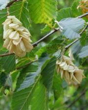 Fotografia da espécie Ostrya carpinifolia