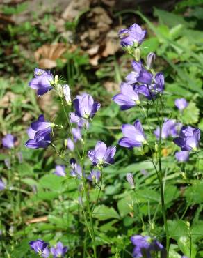 Fotografia 19 da espécie Campanula patula no Jardim Botânico UTAD