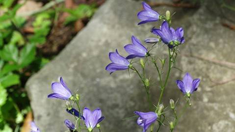 Fotografia da espécie Campanula patula