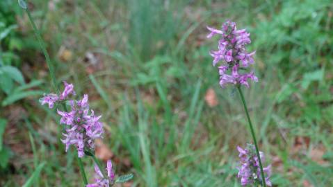 Fotografia da espécie Betonica officinalis subesp. officinalis