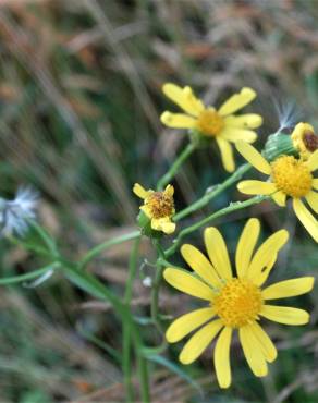 Fotografia 16 da espécie Senecio inaequidens no Jardim Botânico UTAD