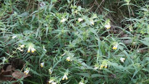 Fotografia da espécie Melampyrum pratense