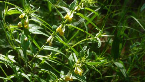 Fotografia da espécie Melampyrum pratense