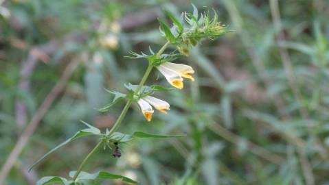 Fotografia da espécie Melampyrum pratense