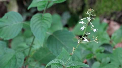 Fotografia da espécie Circaea lutetiana subesp. lutetiana