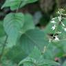 Fotografia 7 da espécie Circaea lutetiana subesp. lutetiana do Jardim Botânico UTAD