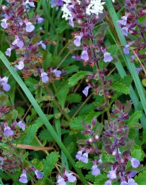 Fotografia 3 da espécie Teucrium chamaedrys no Jardim Botânico UTAD