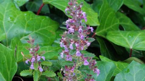 Fotografia da espécie Teucrium chamaedrys