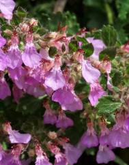 Teucrium chamaedrys