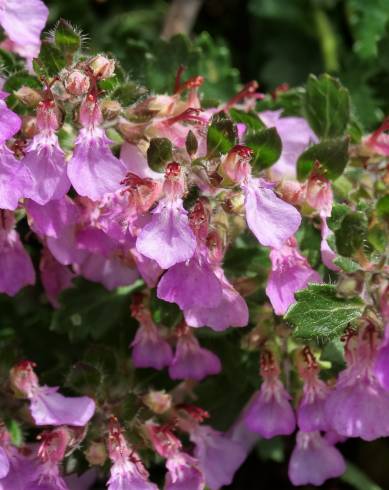 Fotografia de capa Teucrium chamaedrys - do Jardim Botânico