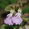 Fotografia 8 da espécie Teucrium chamaedrys do Jardim Botânico UTAD