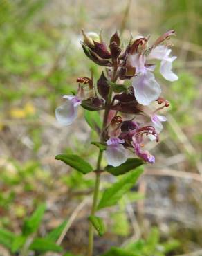 Fotografia 12 da espécie Teucrium chamaedrys no Jardim Botânico UTAD