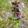 Fotografia 12 da espécie Teucrium chamaedrys do Jardim Botânico UTAD