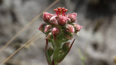 Fotografia da espécie Sempervivum tectorum