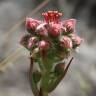 Fotografia 18 da espécie Sempervivum tectorum do Jardim Botânico UTAD