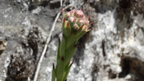 Fotografia da espécie Sempervivum tectorum