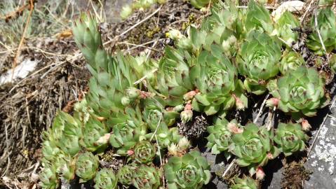 Fotografia da espécie Sempervivum tectorum