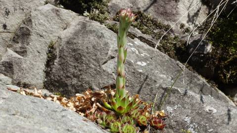Fotografia da espécie Sempervivum tectorum