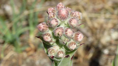 Fotografia da espécie Sempervivum tectorum