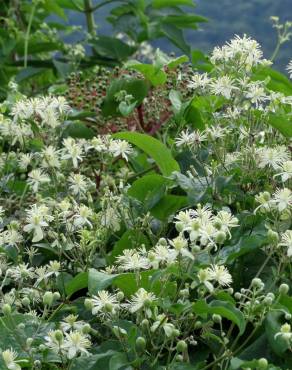 Fotografia 17 da espécie Clematis vitalba no Jardim Botânico UTAD