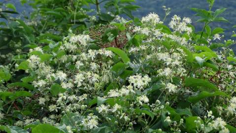 Fotografia da espécie Clematis vitalba