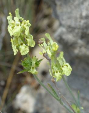 Fotografia 1 da espécie Sideritis incana no Jardim Botânico UTAD