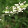 Fotografia 3 da espécie Sideritis incana do Jardim Botânico UTAD