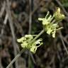 Fotografia 5 da espécie Sideritis incana do Jardim Botânico UTAD