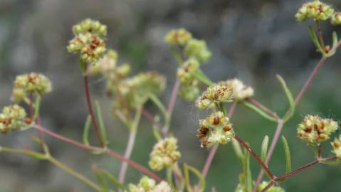 Fotografia da espécie Valerianella coronata