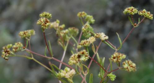 Fotografia da espécie Valerianella coronata