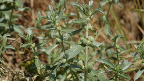 Fotografia da espécie Mercurialis tomentosa