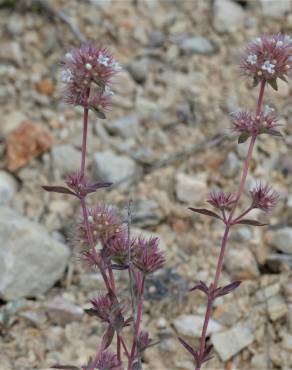 Fotografia 12 da espécie Thymus mastichina no Jardim Botânico UTAD