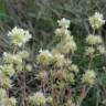 Fotografia 13 da espécie Thymus mastichina do Jardim Botânico UTAD