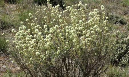 Fotografia da espécie Thymus mastichina