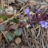 Fotografia 7 da espécie Acinos alpinus subesp. meridionalis do Jardim Botânico UTAD