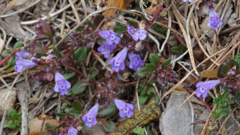 Fotografia da espécie Acinos alpinus subesp. meridionalis