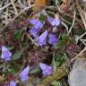 Fotografia 8 da espécie Acinos alpinus subesp. meridionalis do Jardim Botânico UTAD