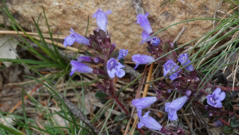 Fotografia da espécie Acinos alpinus subesp. meridionalis