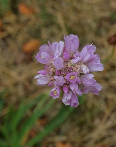 Fotografia de capa Armeria alliacea  subesp. matritensis - do Jardim Botânico