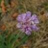 Fotografia 1 da espécie Armeria alliacea  subesp. matritensis do Jardim Botânico UTAD