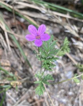 Fotografia 19 da espécie Erodium cicutarium subesp. cicutarium no Jardim Botânico UTAD