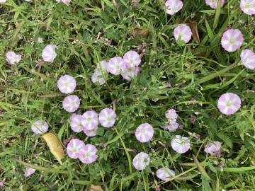 Fotografia da espécie Convolvulus althaeoides