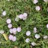 Fotografia 17 da espécie Convolvulus althaeoides do Jardim Botânico UTAD