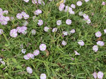 Fotografia da espécie Convolvulus althaeoides