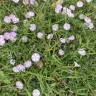 Fotografia 18 da espécie Convolvulus althaeoides do Jardim Botânico UTAD