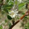 Fotografia 13 da espécie Amelanchier ovalis do Jardim Botânico UTAD