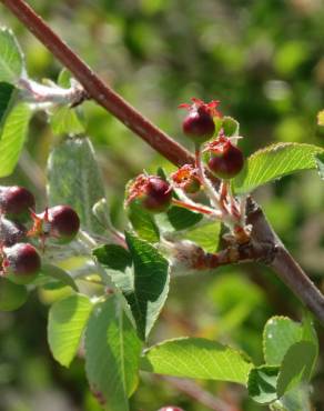 Fotografia 14 da espécie Amelanchier ovalis no Jardim Botânico UTAD